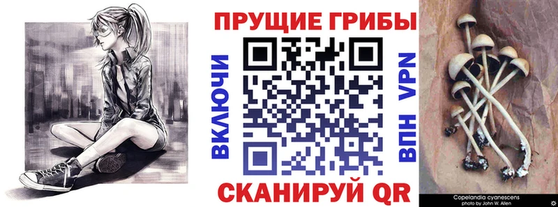 купить наркотики сайты  Касимов  Галлюциногенные грибы Cubensis 
